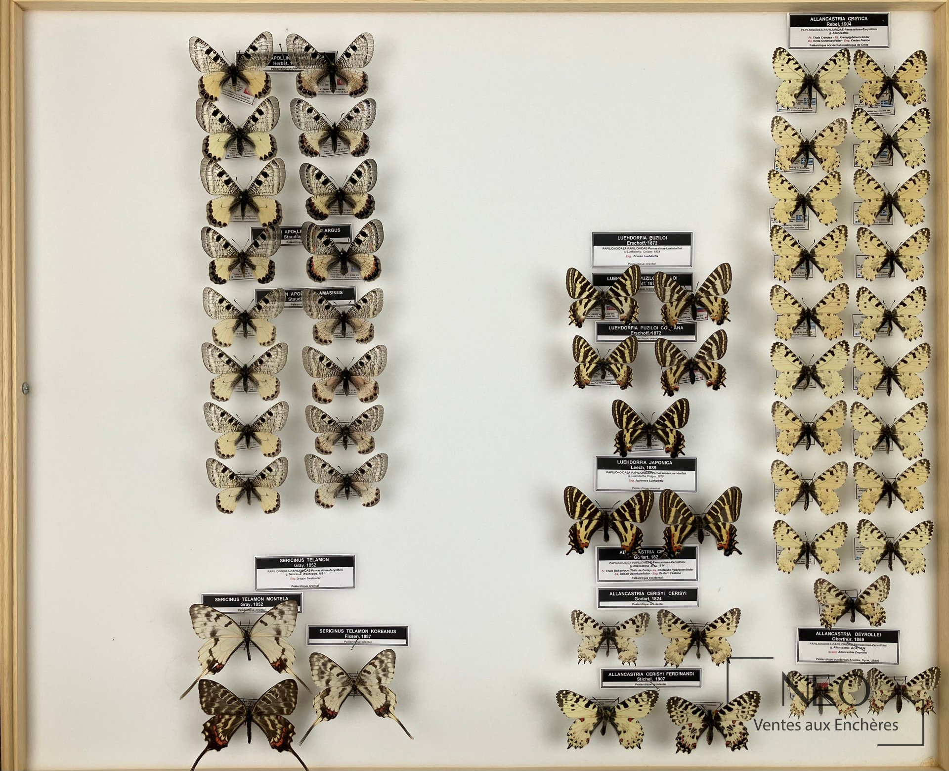Papilionidae paléarctiques divers, deux boîtes 50 x 60, expert Olivier Boilly