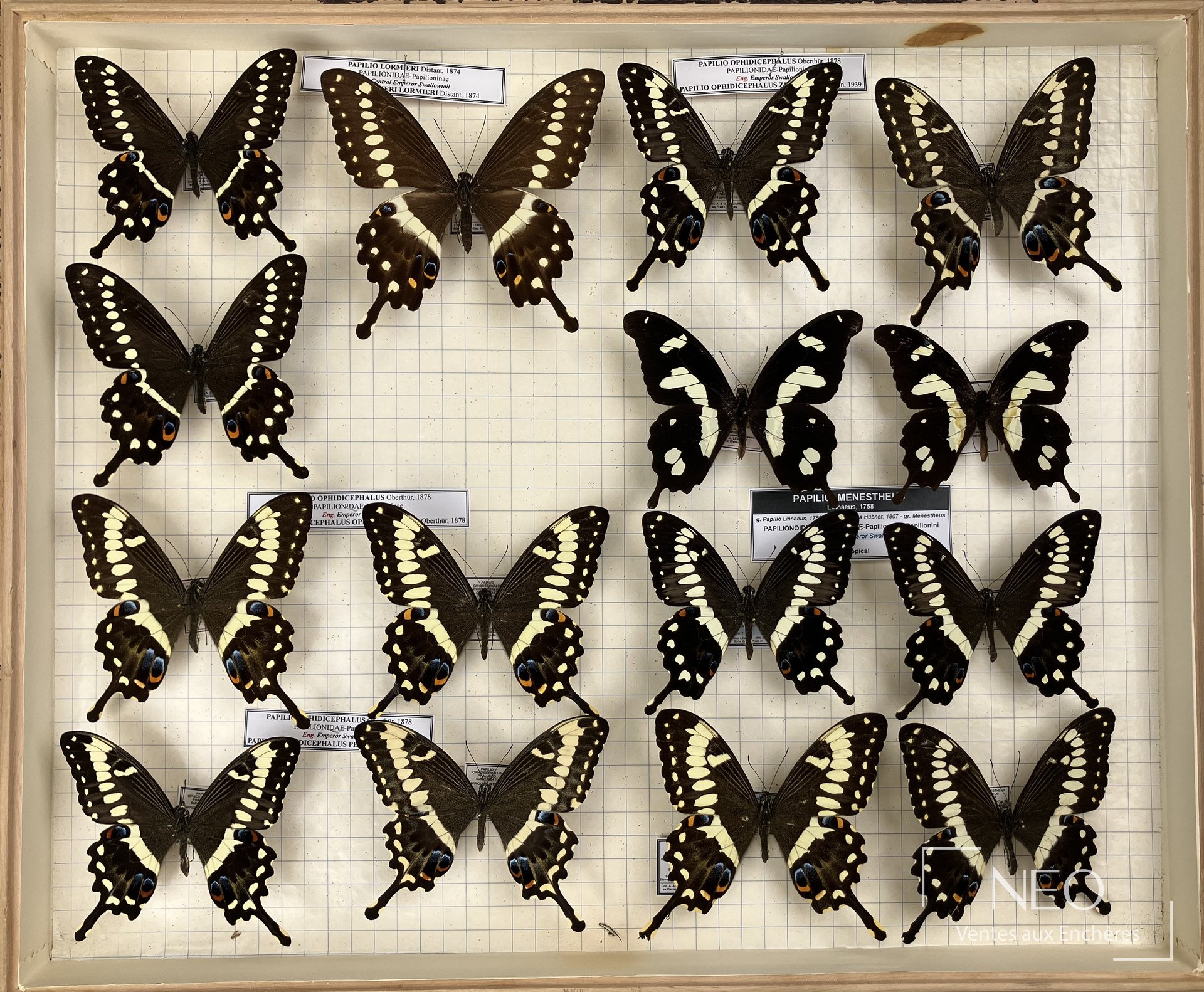 Boîte de papillons Papilionidae vue de face avec plusieurs spécimens épinglés sur fond quadrillé