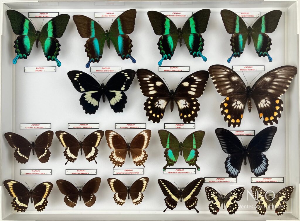 Boîte entomologique de papillons asiatiques présentée de face