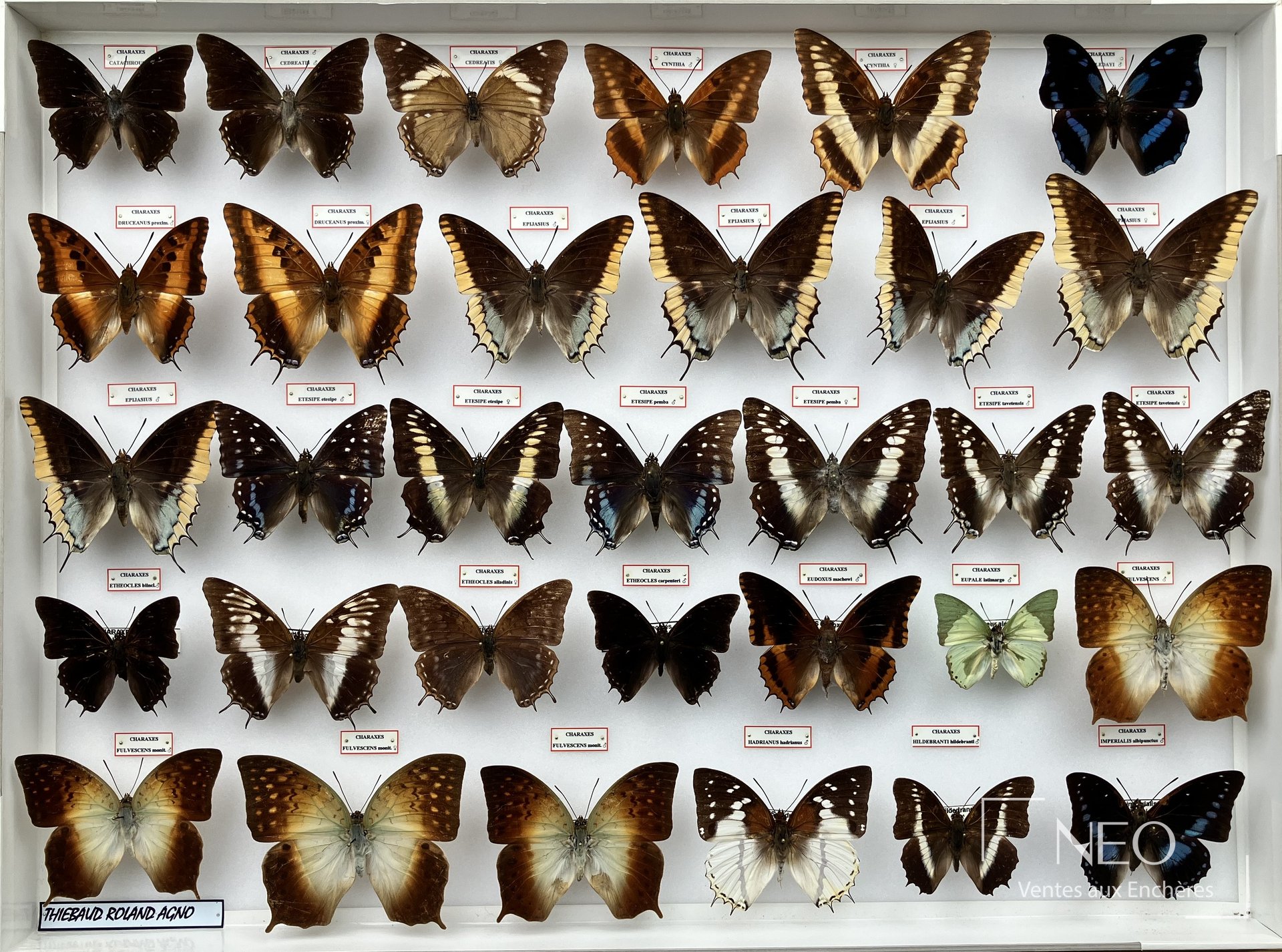 Papillons Charaxes, lot entomologique en boîtes