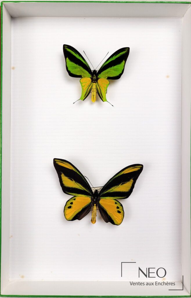 Deux papillons ornithoptera naturalisés dans une boîte à fond rayé