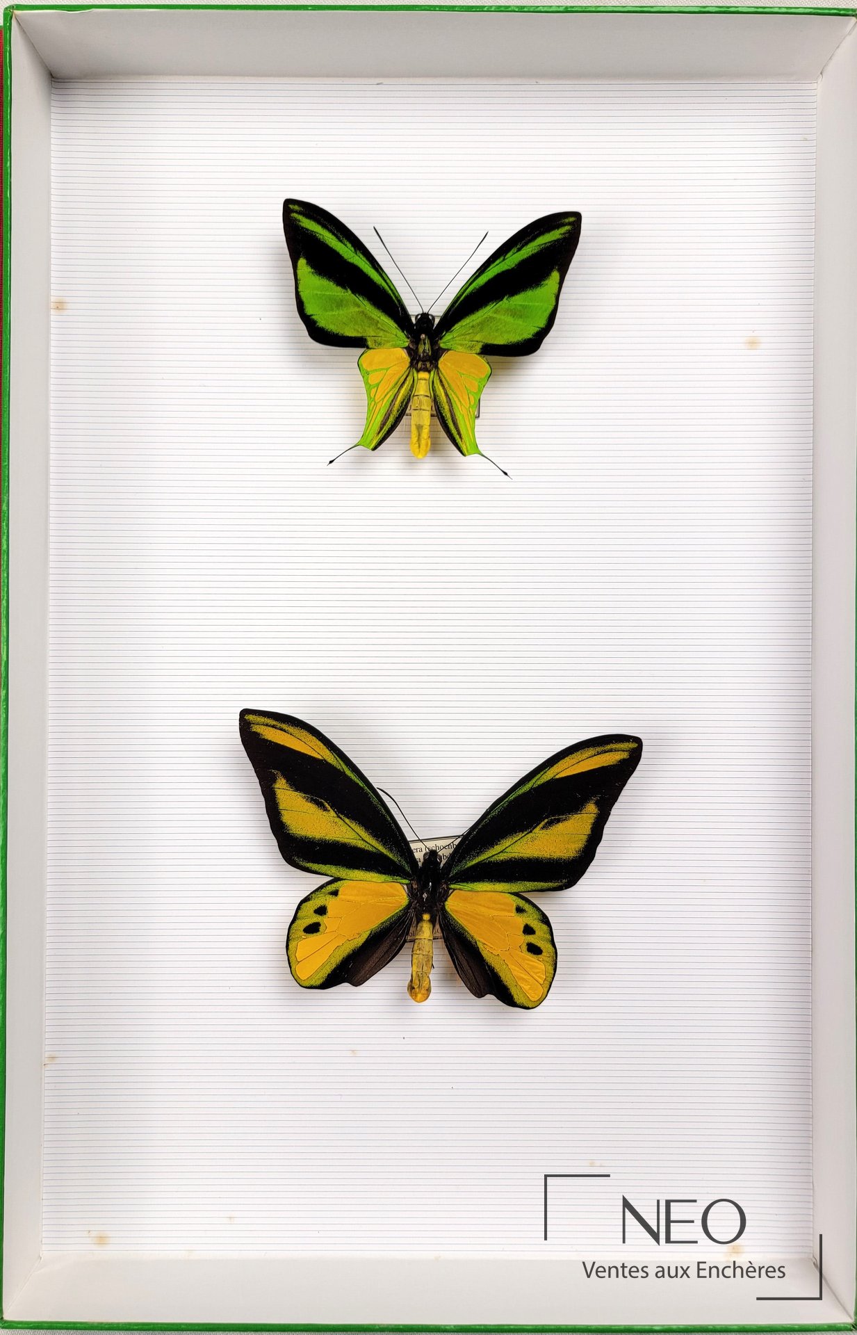 Deux papillons ornithoptera naturalisés dans une boîte à fond rayé