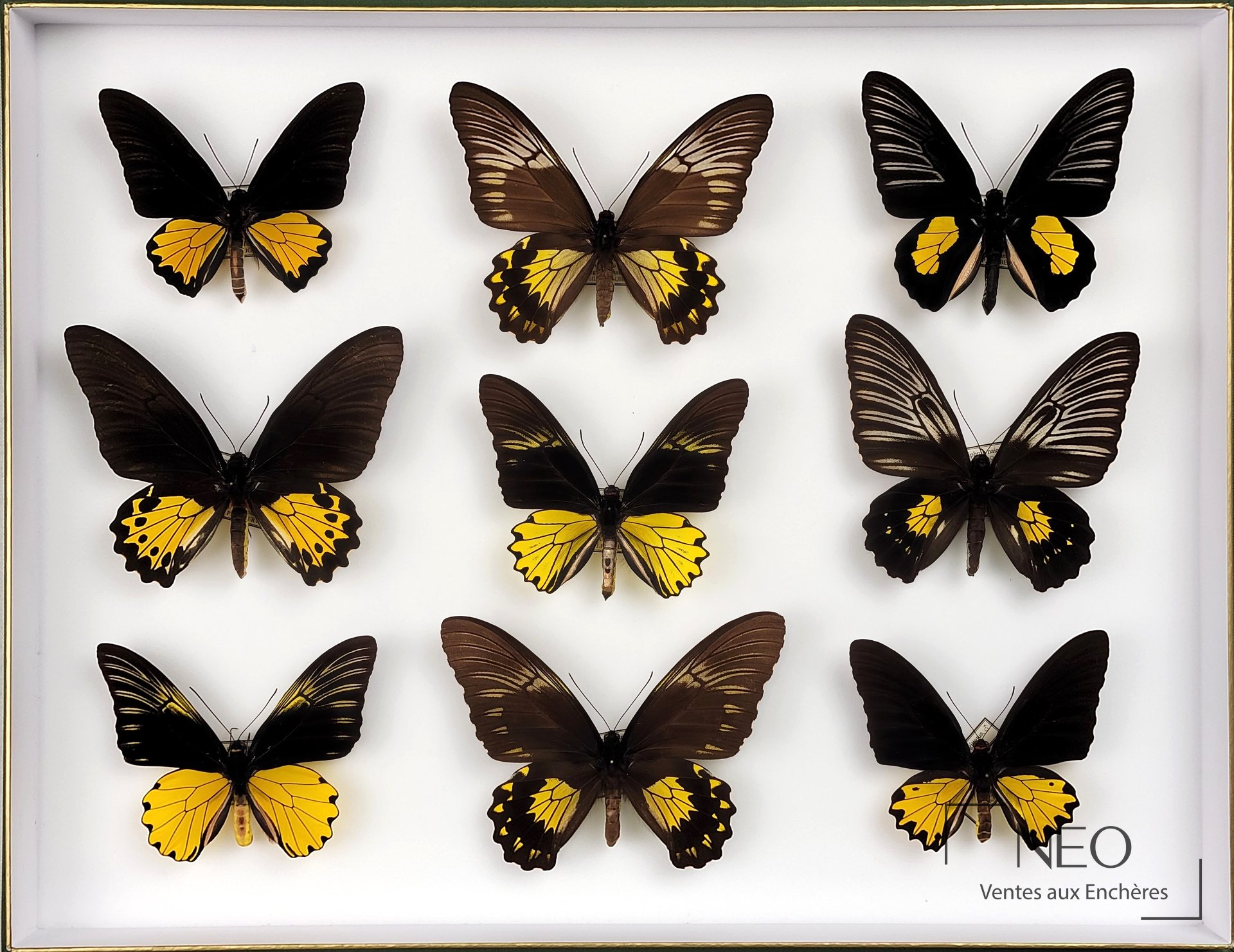 Boîte encadrée de neuf papillons Troides aux ailes déployées sur fond blanc