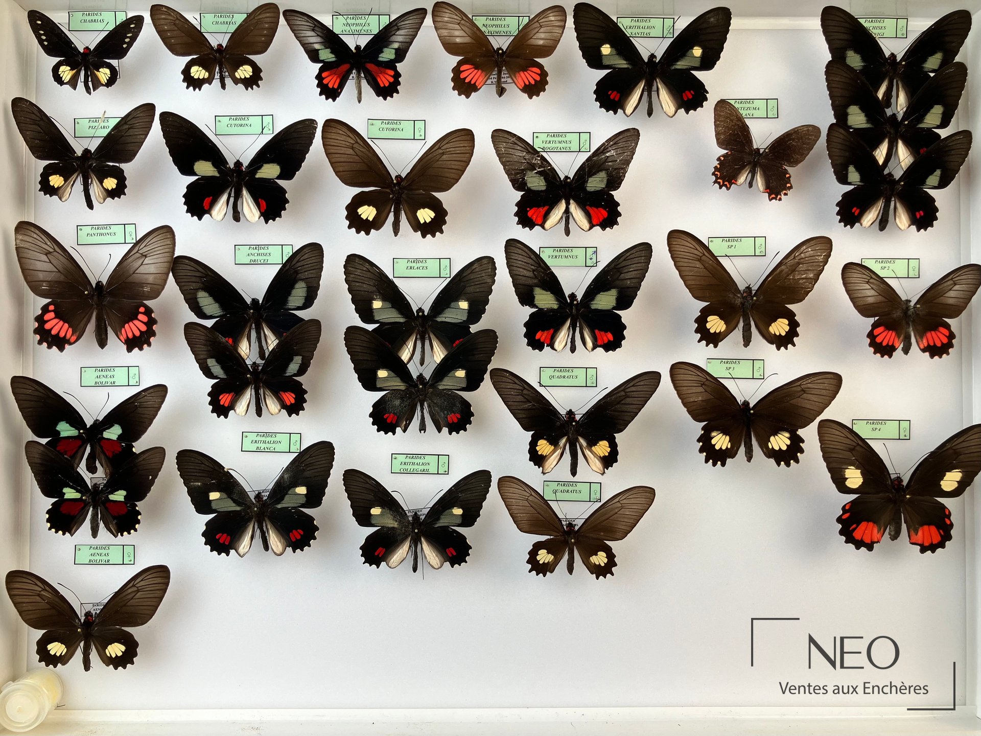 Parides dont phalaecus nieva et divers, deux boîtes entomologiques