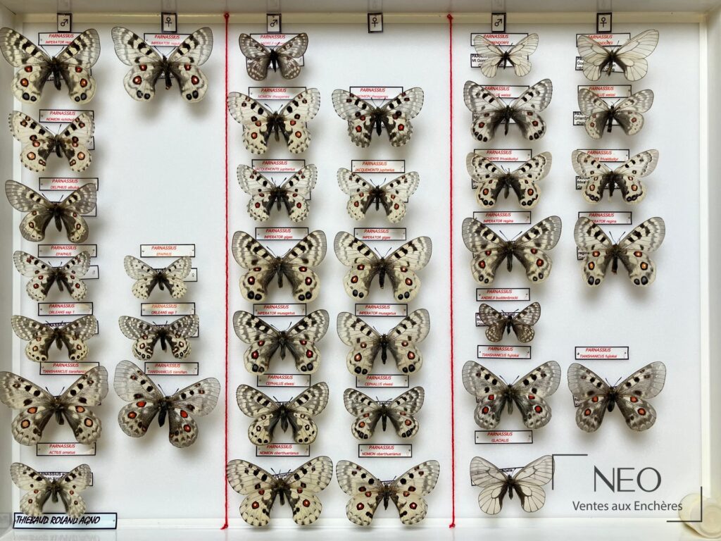Boîte entomologique présentant plusieurs spécimens de Parnassius disposés sur fond clair