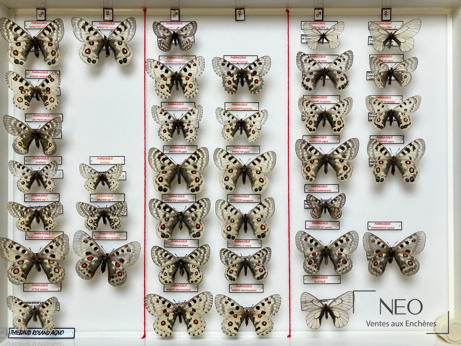 Boîte entomologique présentant plusieurs spécimens de Parnassius disposés sur fond clair