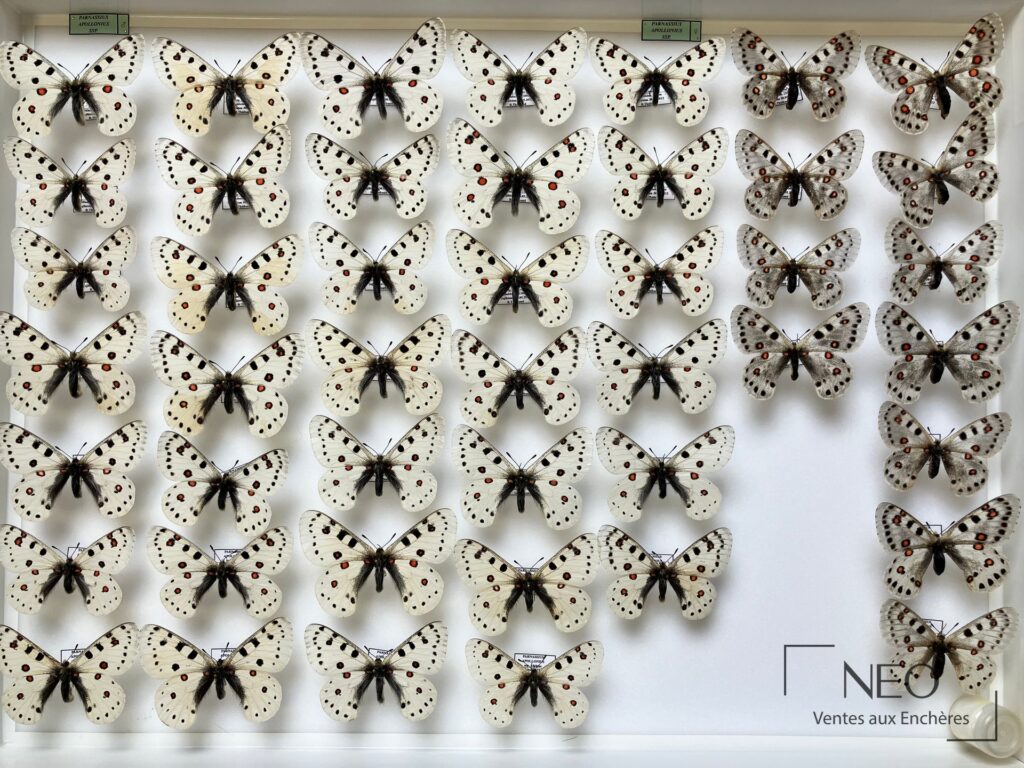Boîte d'entomologie garnie de papillons Parnassius apollonius alpinus disposés sur fond blanc