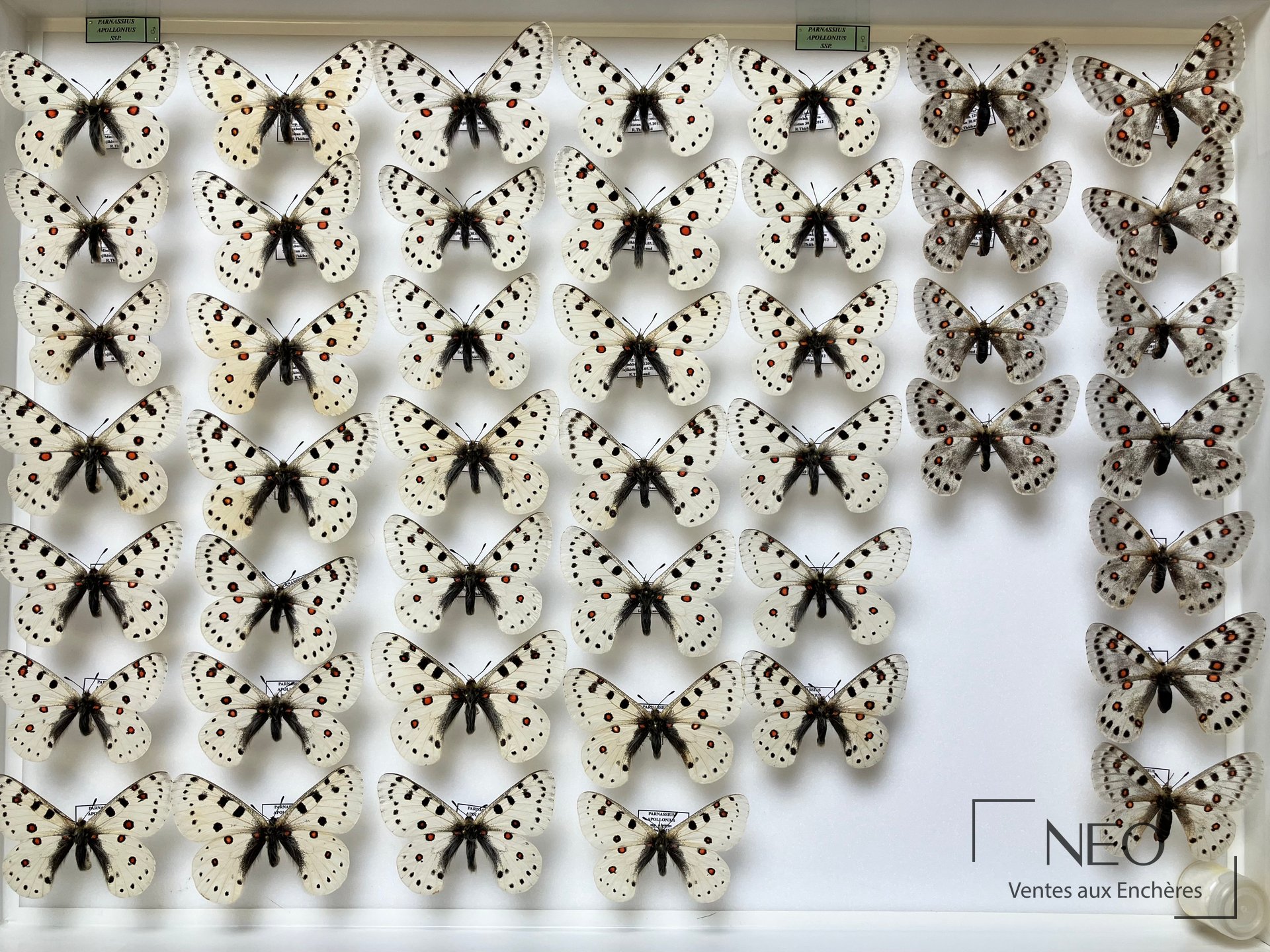 Parnassius apollonius alpinus, boîte d’entomologie du Tadjikistan