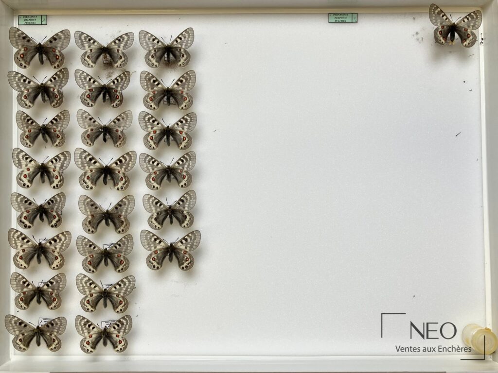Boîte de papillons Parnassius delphius pulchra disposés en collection