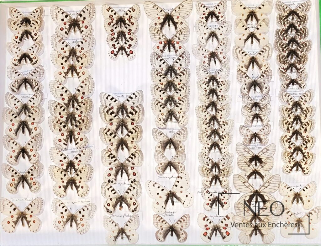 Ensemble de papillons Parnassius présentés dans une boîte entomologique