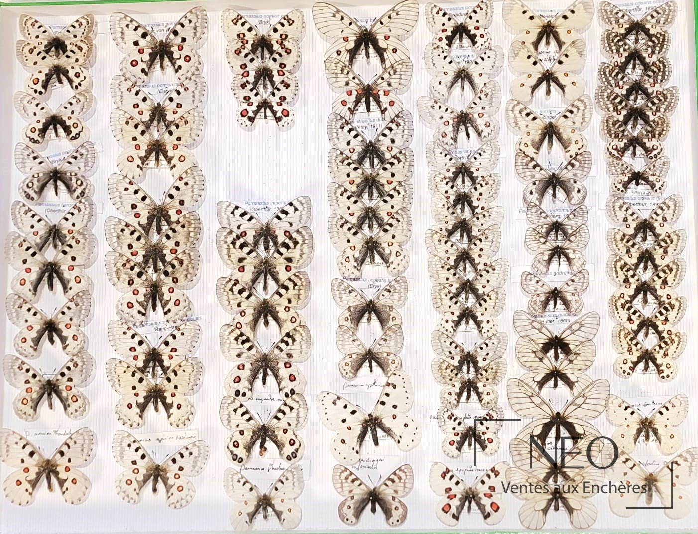 Ensemble de Parnassius du Monde, P. imperator ssp et P. jacquemontii ssp