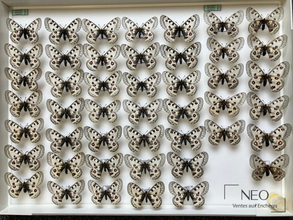 Boîte entomologique montrant de nombreux papillons Parnassius épinglés sur fond blanc