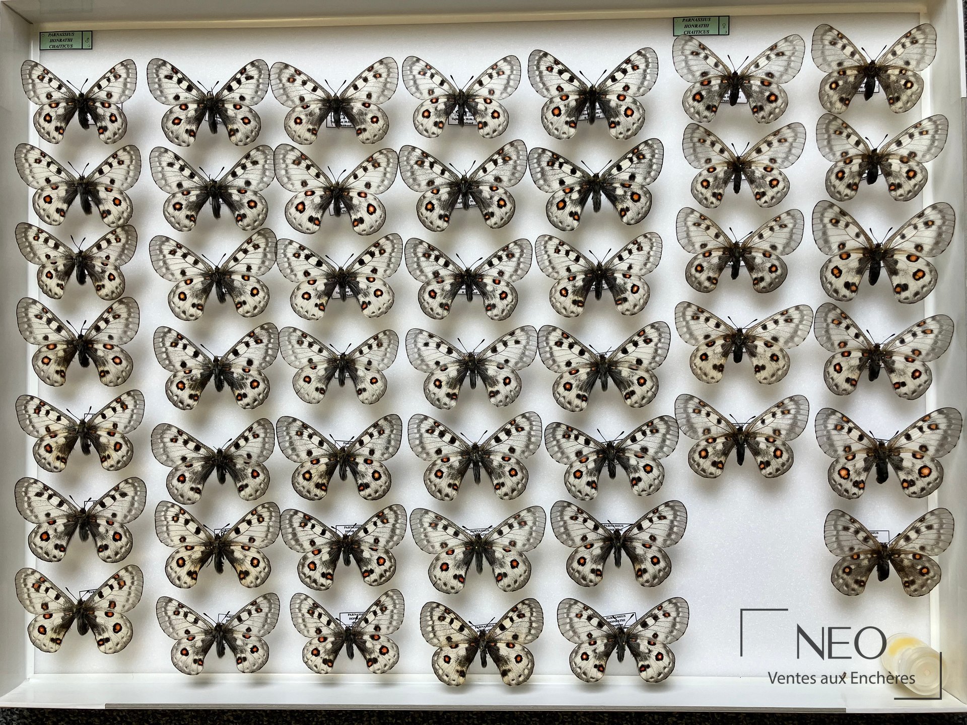 Boîte entomologique montrant de nombreux papillons Parnassius épinglés sur fond blanc