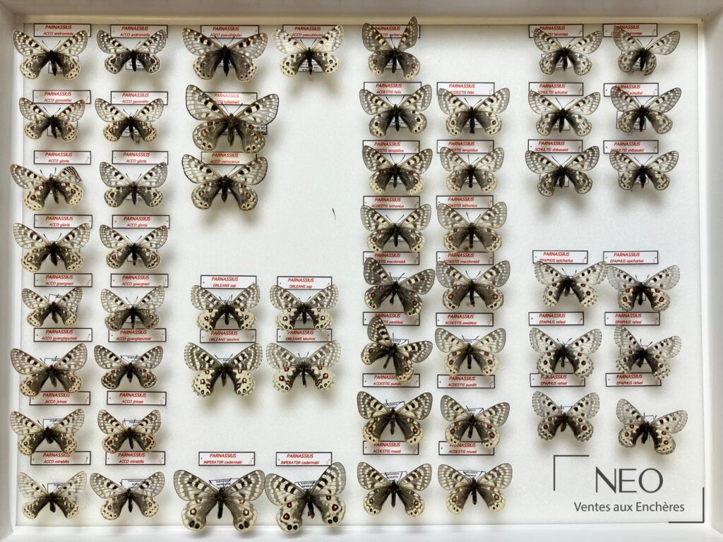 Boîte de papillons de collection avec plusieurs spécimens Parnassius épinglés et étiquetés