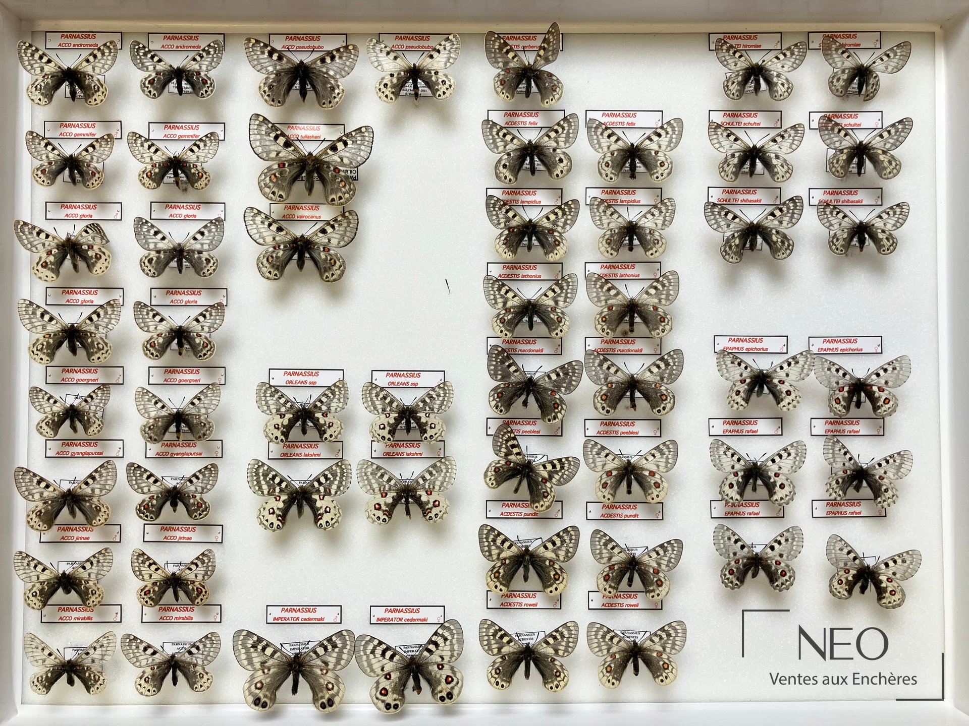 Boîte de papillons de collection avec plusieurs spécimens Parnassius épinglés et étiquetés
