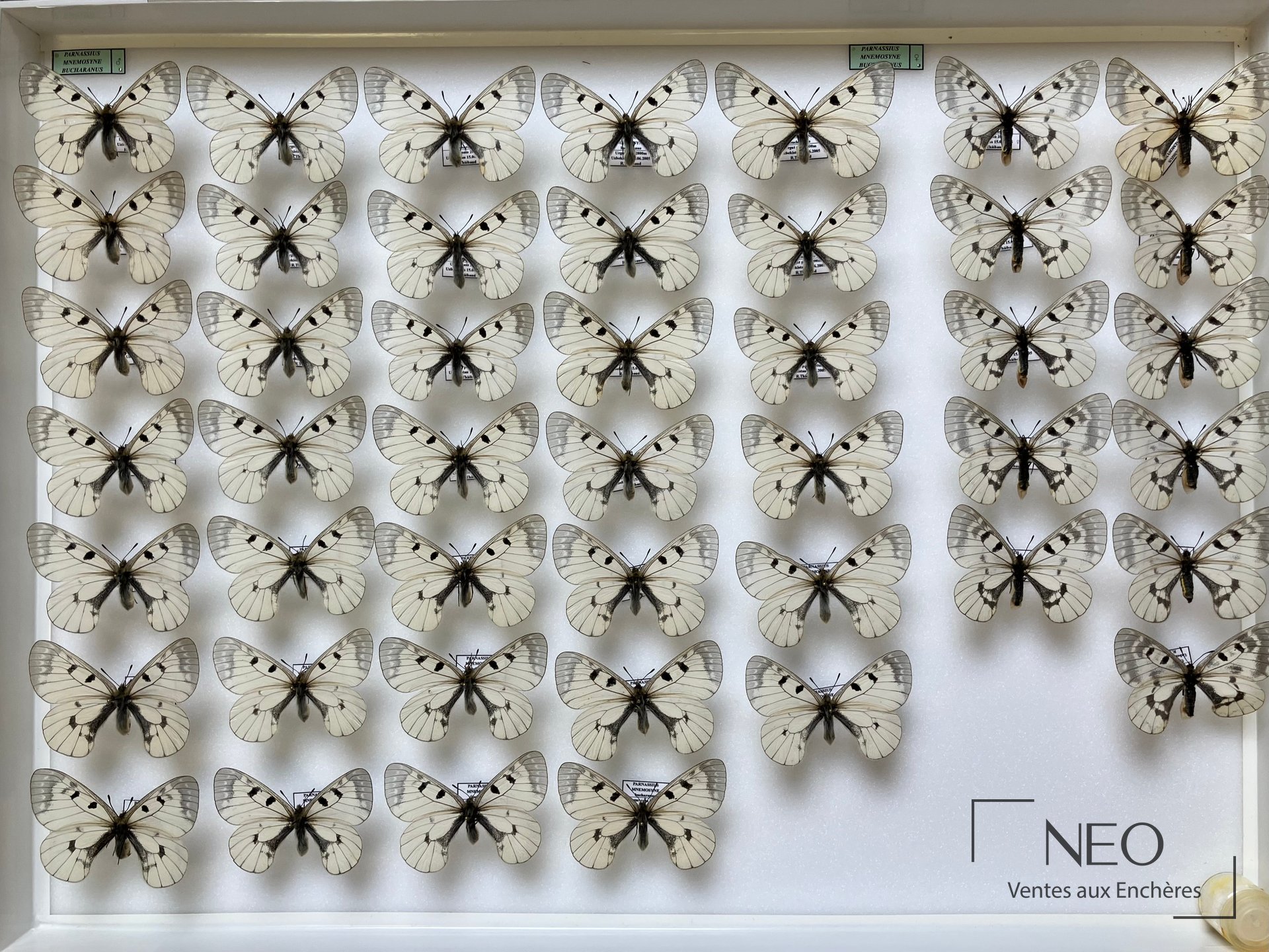 Boîte entomologique avec de nombreux papillons Parnassius mnemosyne bucharanus disposés sur fond clair.