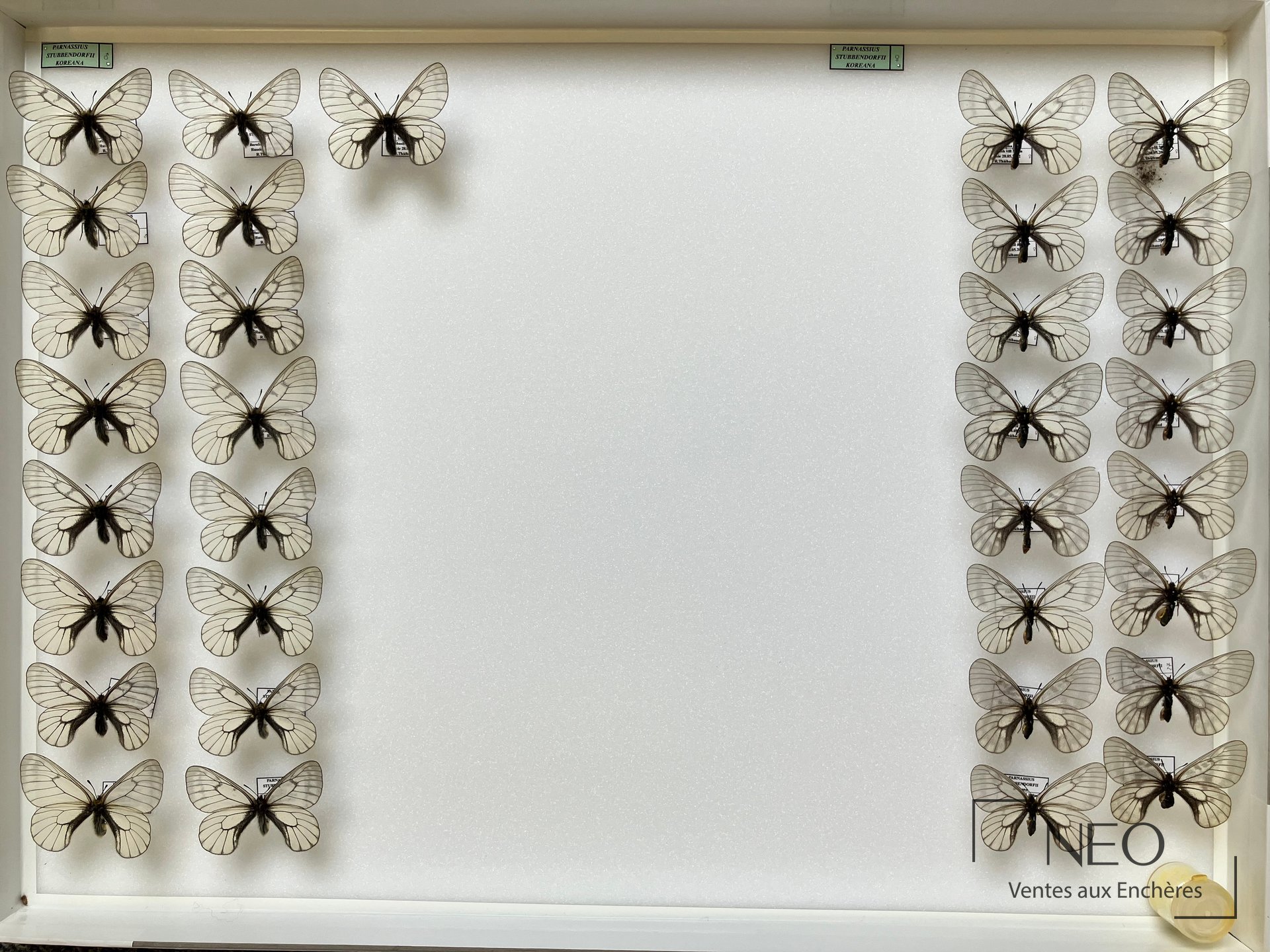 Boite de papillons naturalisés Parnassius stubbendorfii stubbendorfii en vue générale