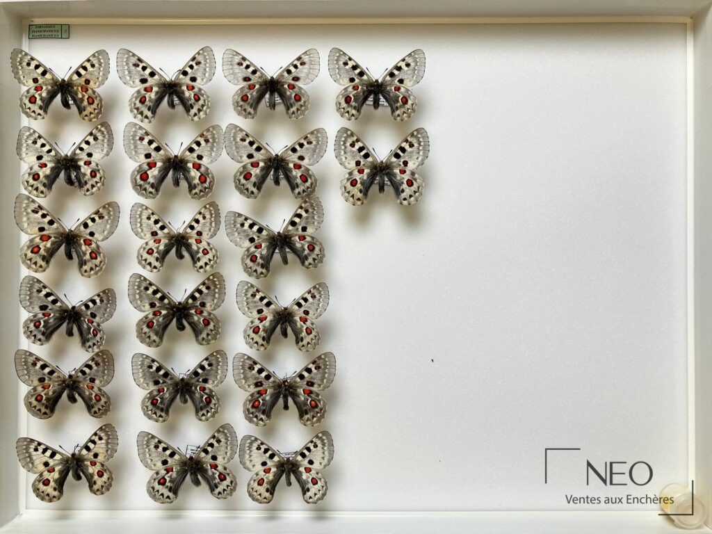 Boite d'entomologie avec plusieurs papillons Parnassius disposés sur fond blanc