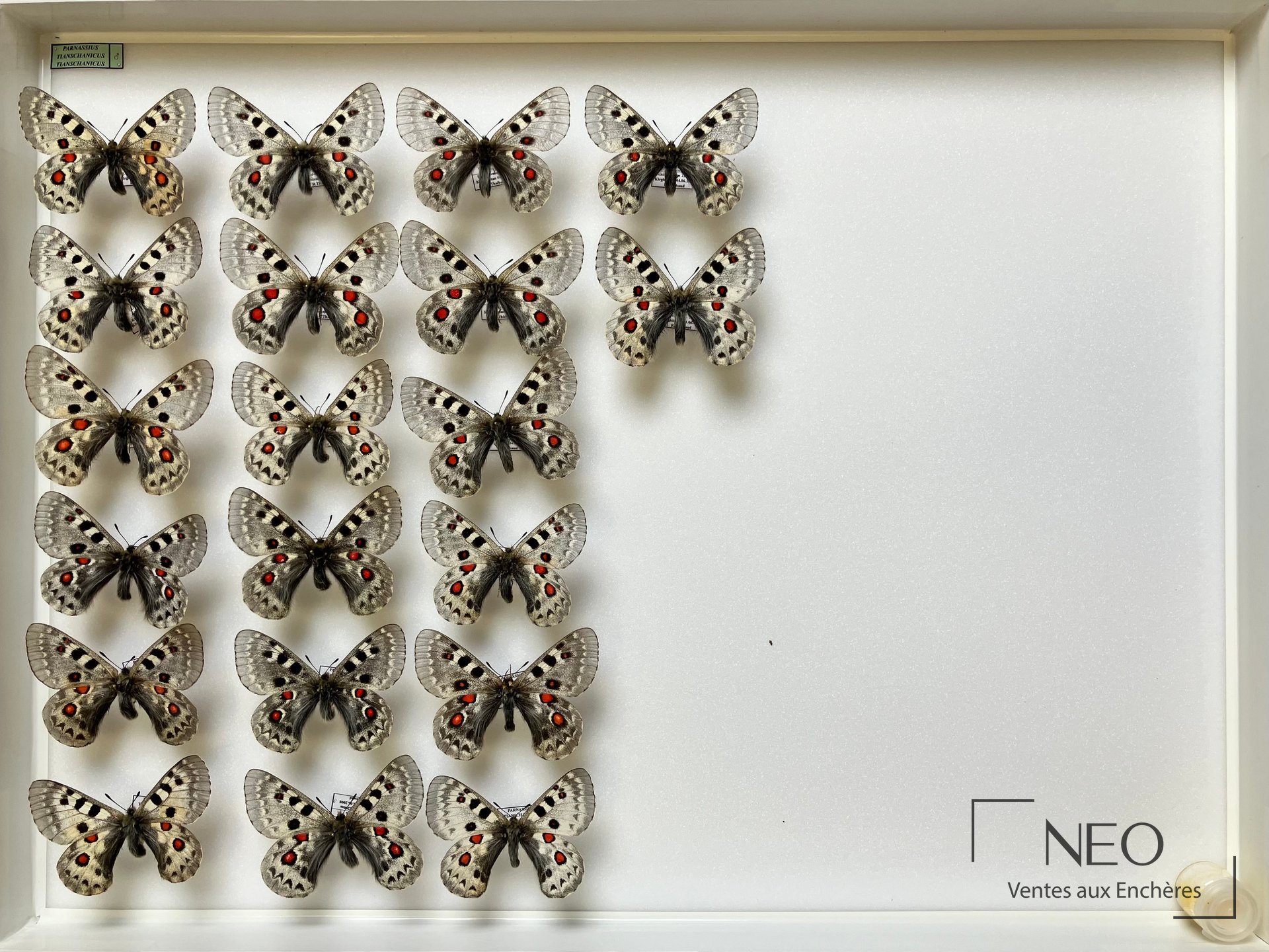 Boite d'entomologie avec plusieurs papillons Parnassius disposés sur fond blanc