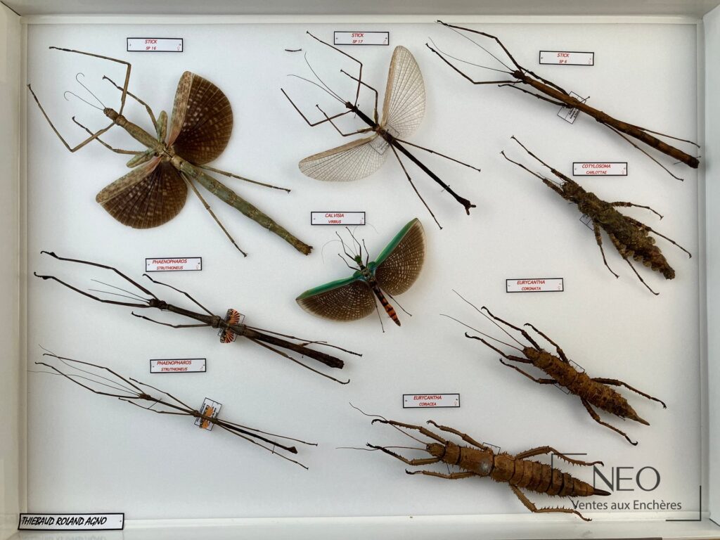 Boîte de phasmes naturalisés avec plusieurs spécimens étiquetés