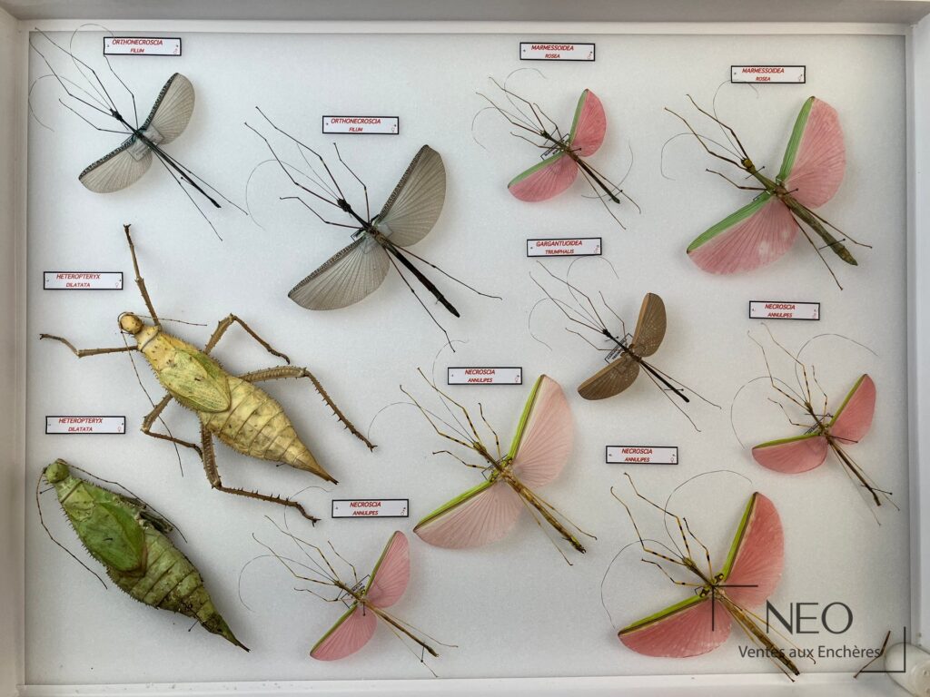 Boîte entomologique de phasmes exotiques avec plusieurs spécimens épinglés