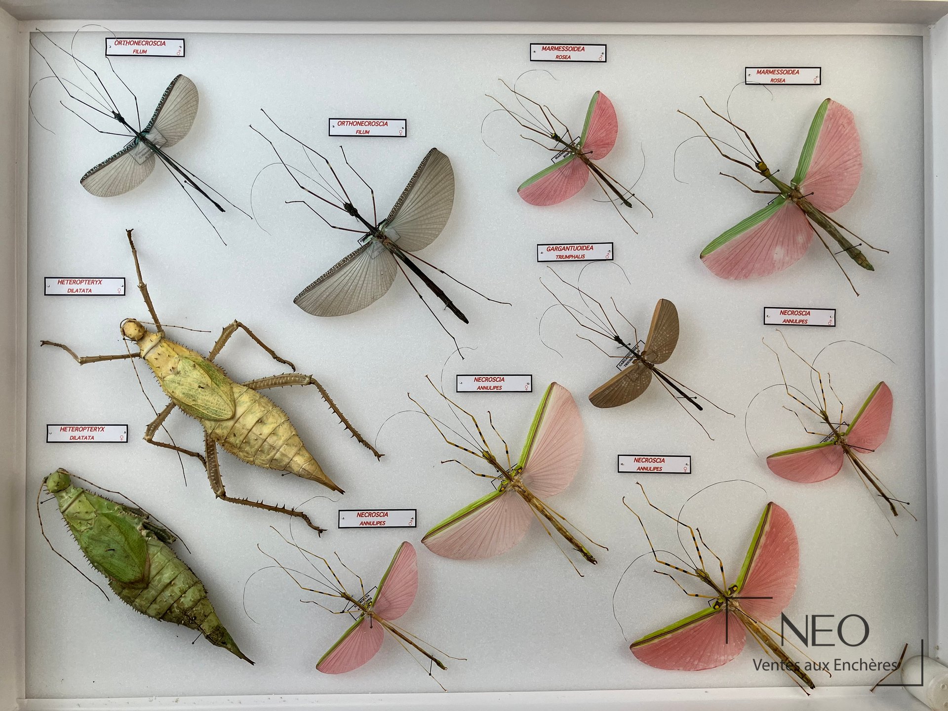 Boîte entomologique de phasmes exotiques avec plusieurs spécimens épinglés