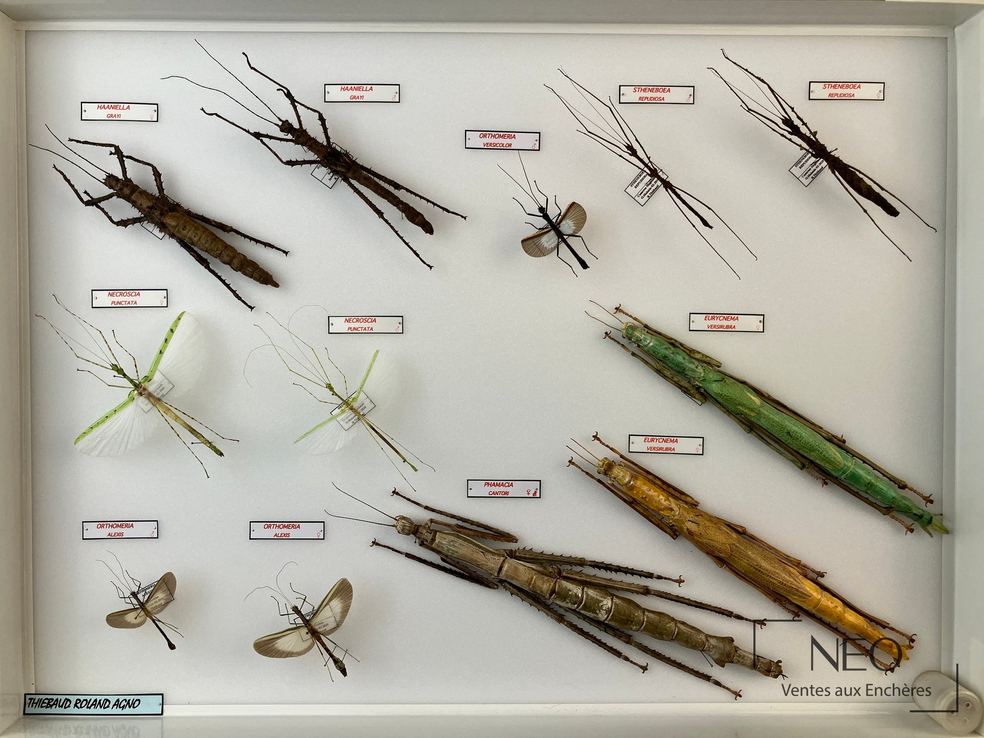 Ensemble de phasmes et insectes naturalisés dans une boîte entomologique blanche.