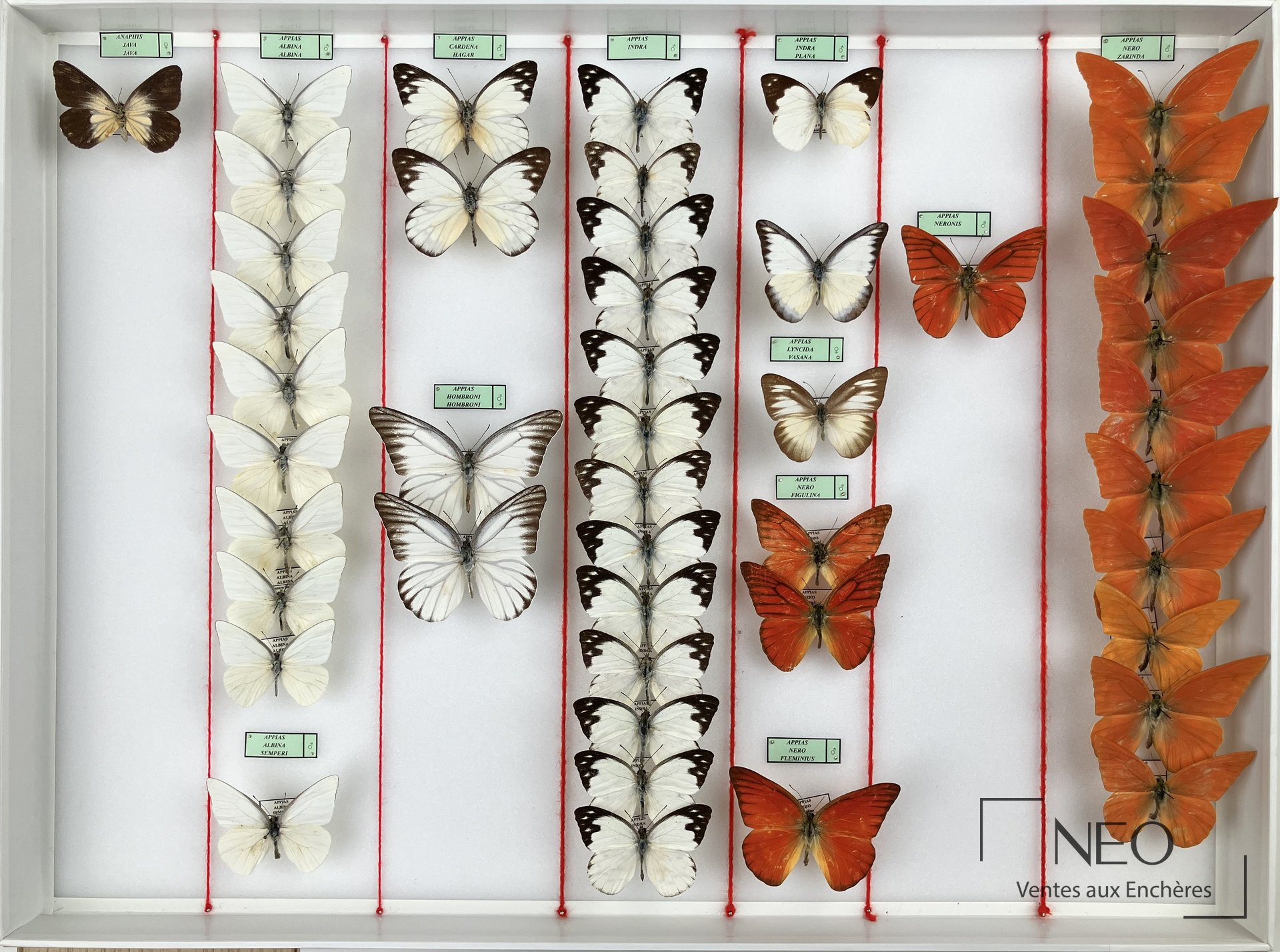 Boîte entomologique de papillons blancs et orangés présentée de face