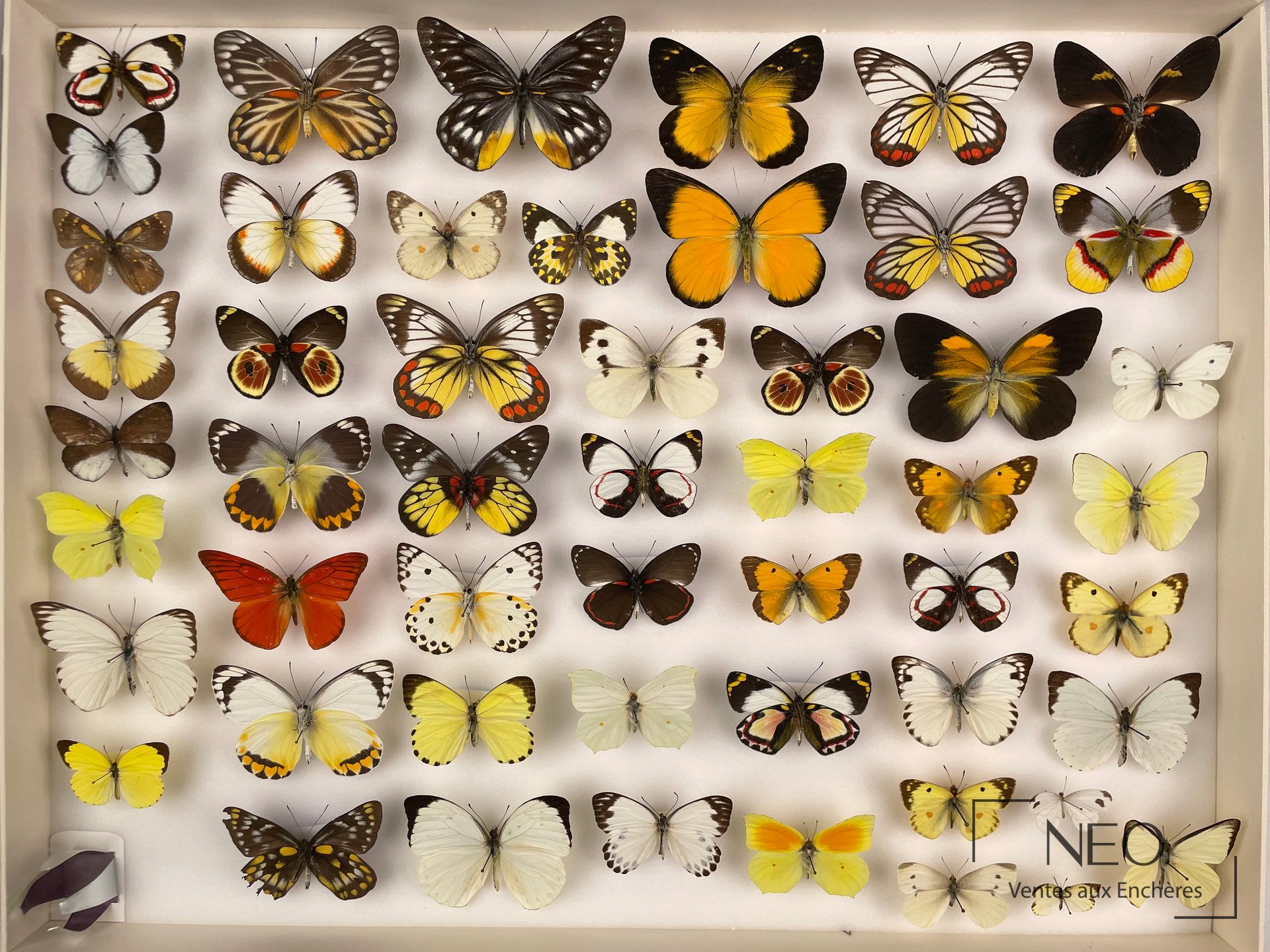 Boîte d'entomologie présentant de nombreux papillons asiatiques naturalisés