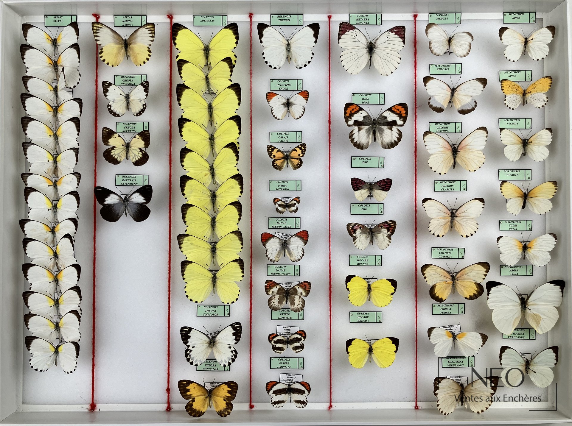 Cinq boîtes entomologiques de papillons Pieridae disposées en ensemble
