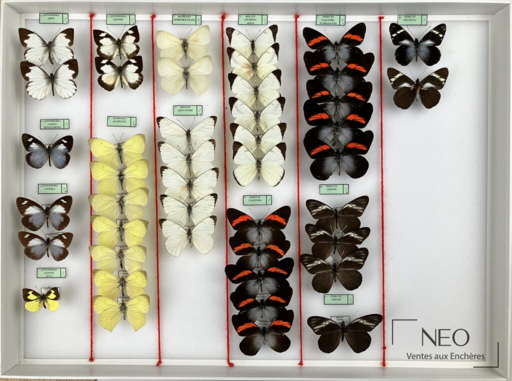 Boîte entomologique présentant plusieurs papillons Pieridae montés et étiquetés sur fond clair