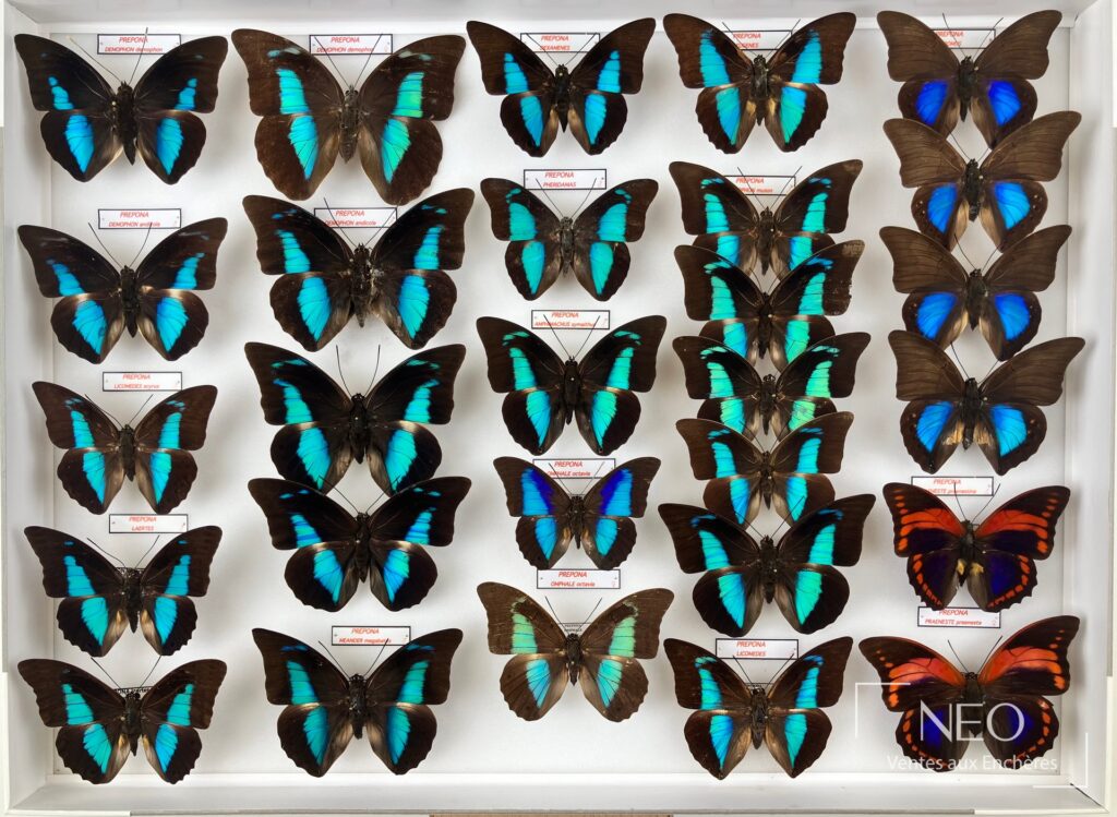 Boîte entomologique de papillons Prepona présentée dans un cadre blanc.