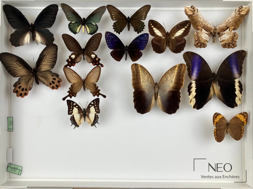 Boîte de rhopalocères exotiques divers avec papillons naturalisés disposés sur fond clair