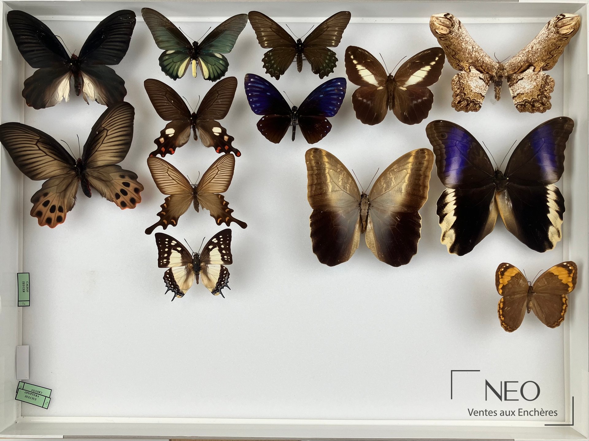 Boîte de rhopalocères exotiques divers avec papillons naturalisés disposés sur fond clair