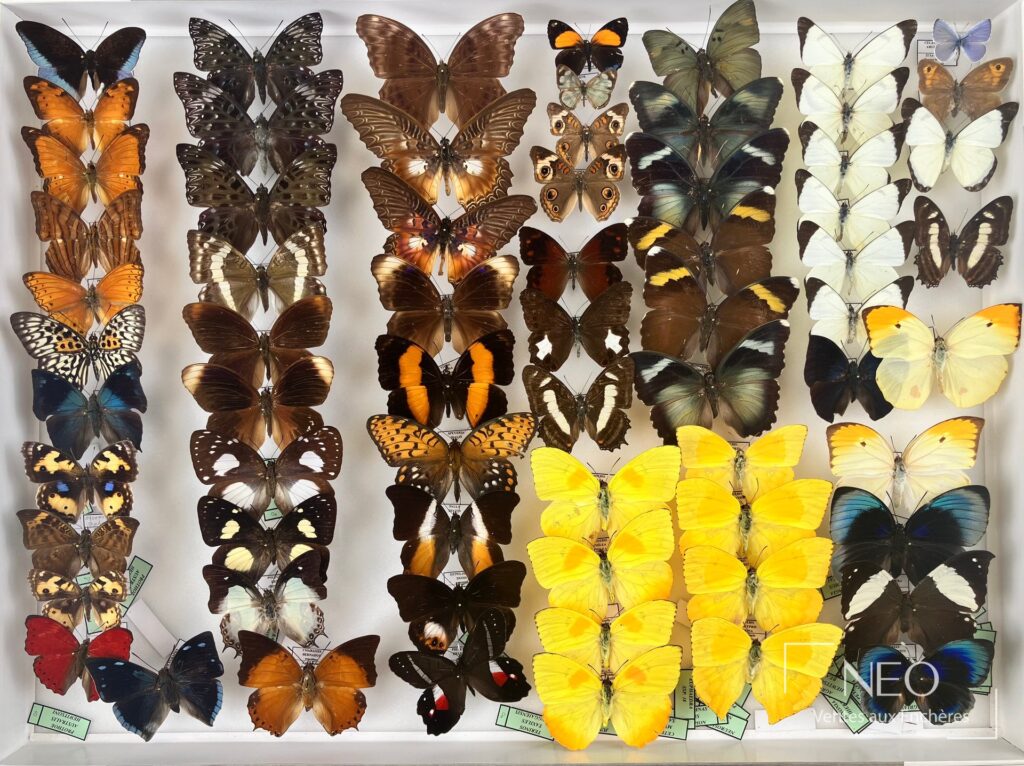 Boîte d'entomologie remplie de rhopalocères exotiques aux ailes déployées
