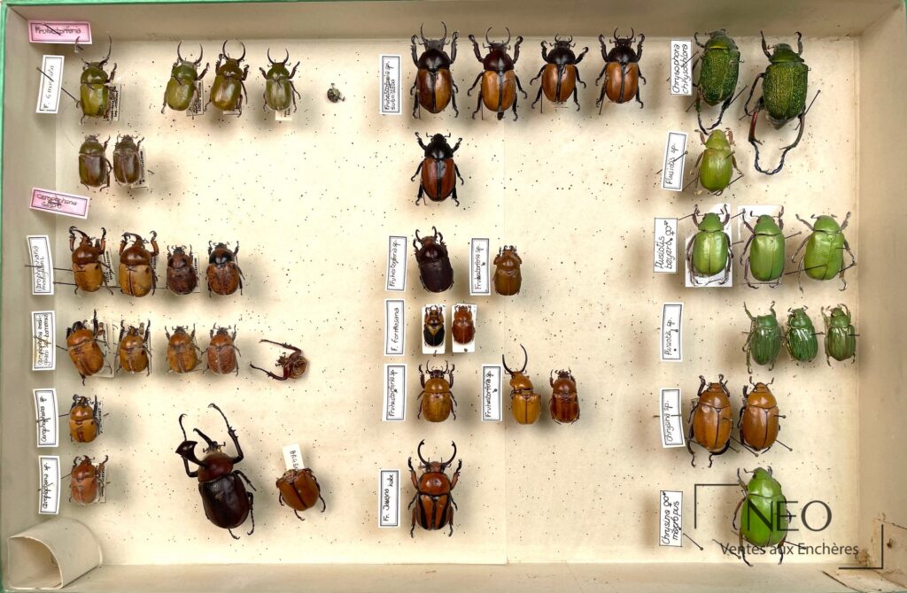 Deux boîtes entomologiques présentant de nombreux Rutelidae épinglés avec étiquettes manuscrites.