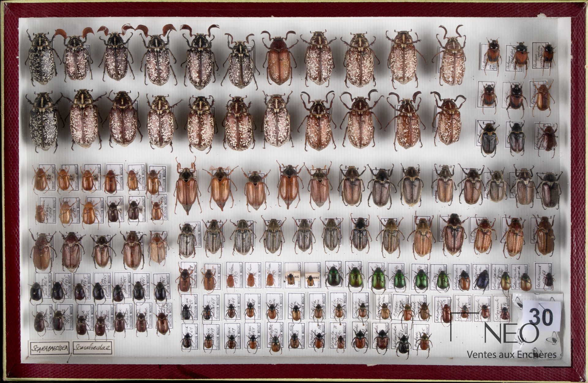 Boîte d’insectes naturalisés présentant plusieurs coléoptères disposés en rangées.