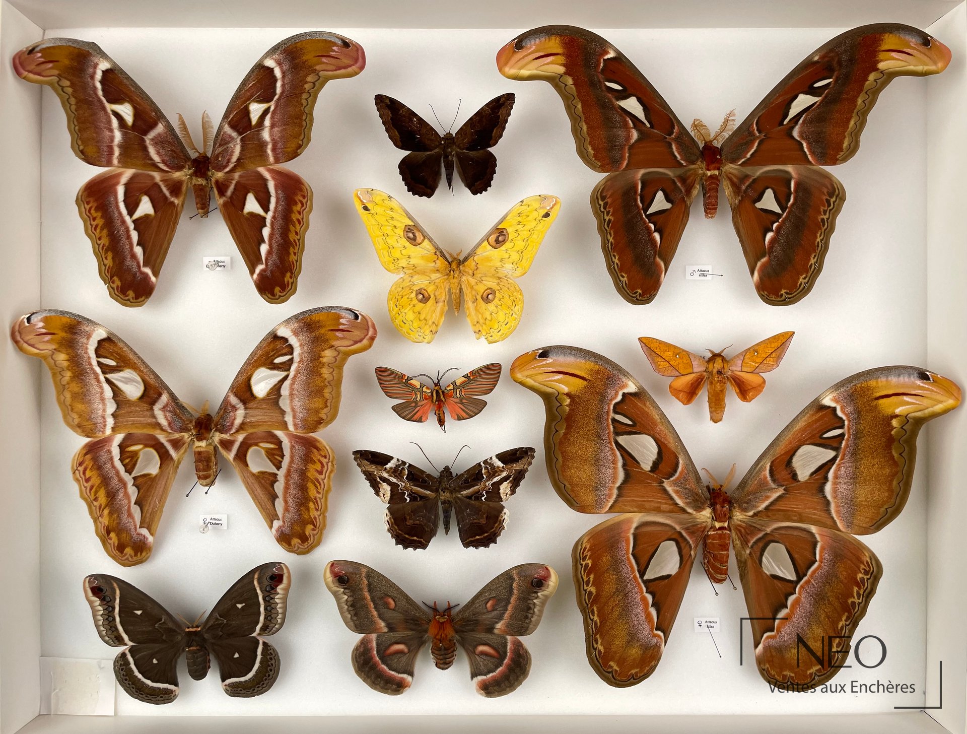 Deux boîtes entomologiques présentant plusieurs Saturniidae et autres papillons montés
