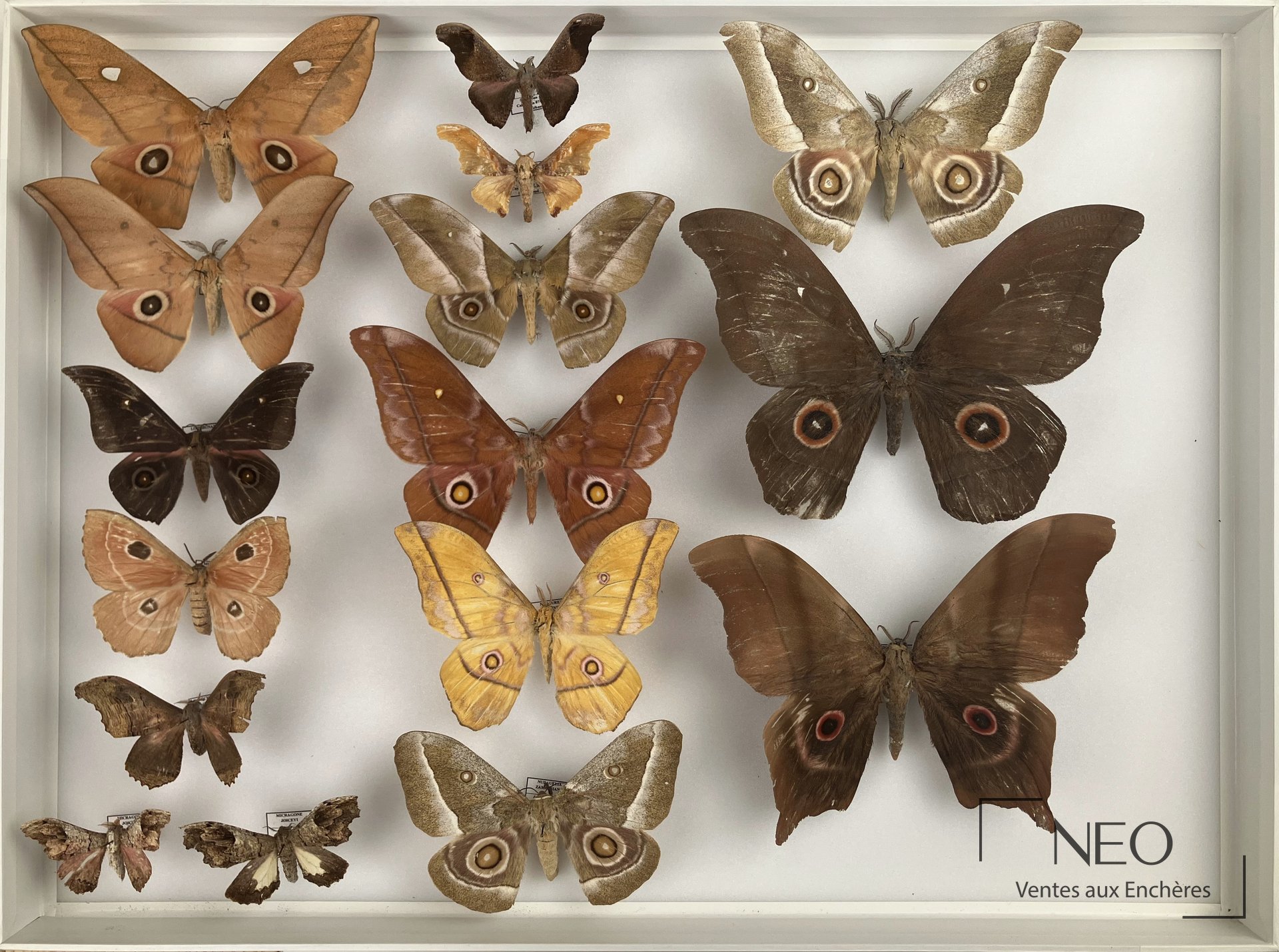 Ensemble de Saturniidae africains présentés dans une boîte entomologique.