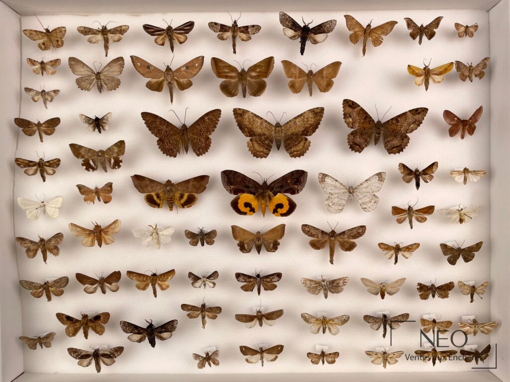 Boîte de lépidoptères naturalisés composée de nombreux papillons épinglés sur fond blanc