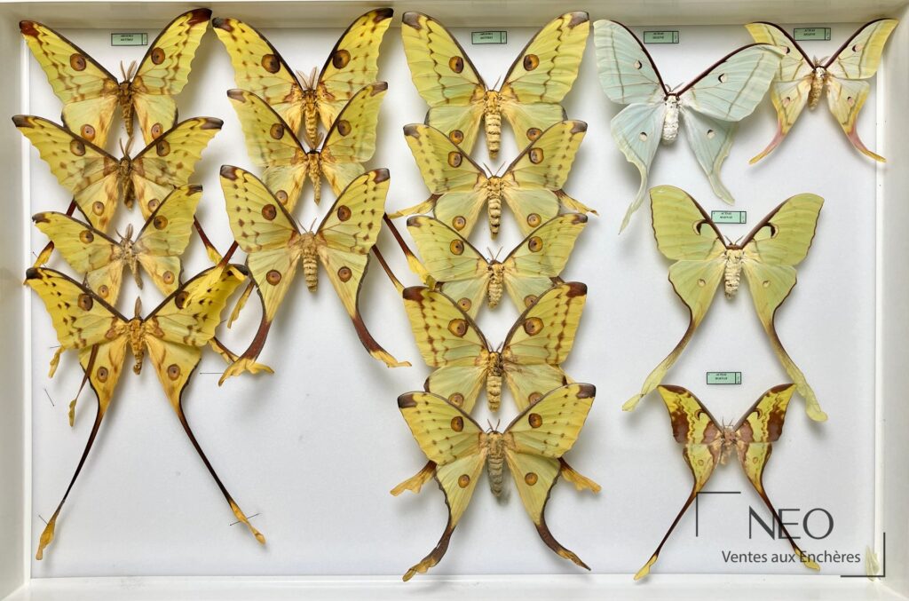 Boîte entomologique présentant plusieurs papillons Saturniidae épinglés sur fond clair
