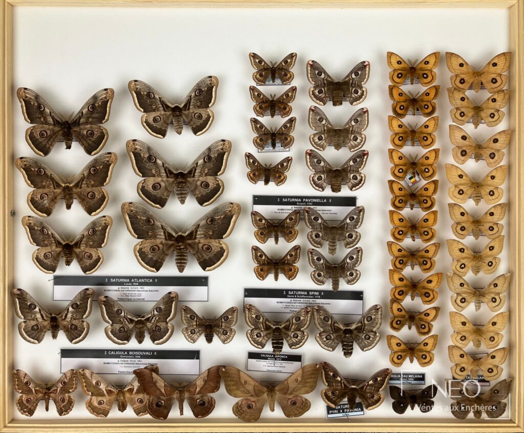 Boîte entomologique présentant plusieurs grands papillons Saturniidae sur fond blanc.