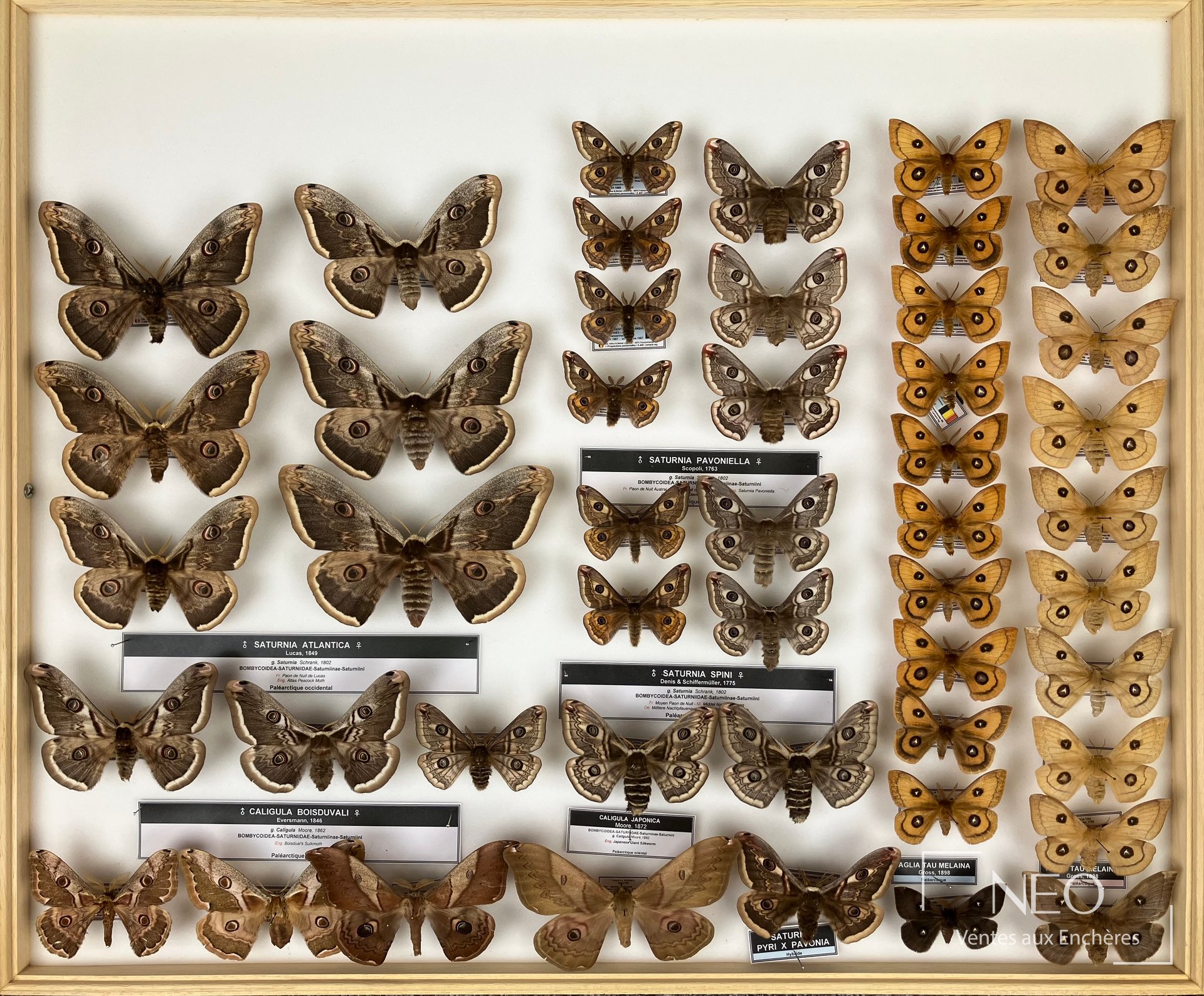 Boîte entomologique présentant plusieurs grands papillons Saturniidae sur fond blanc.