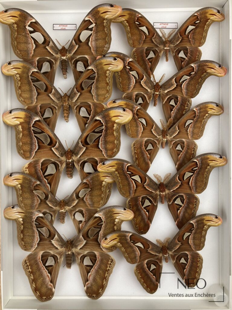 Boîte entomologique de Saturniidae asiatiques avec grands papillons montés sur fond blanc
