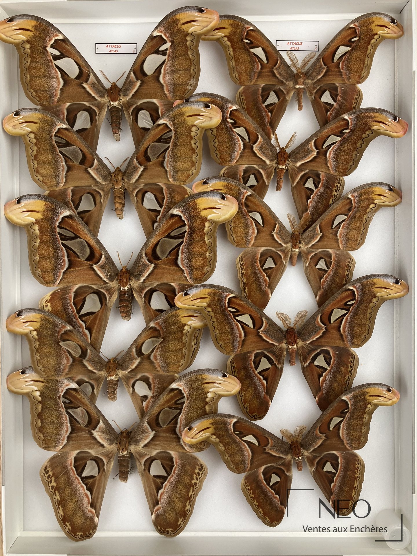 Boîte entomologique de Saturniidae asiatiques avec grands papillons montés sur fond blanc