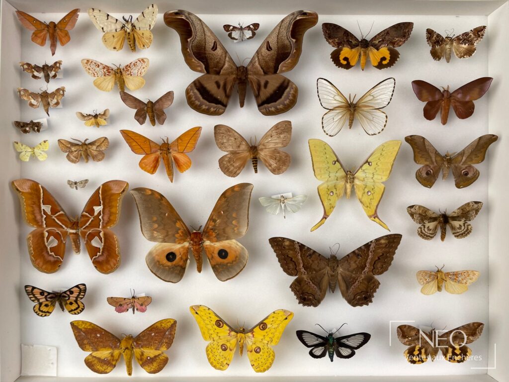 Boîte d'entomologie présentant plusieurs papillons naturalisés