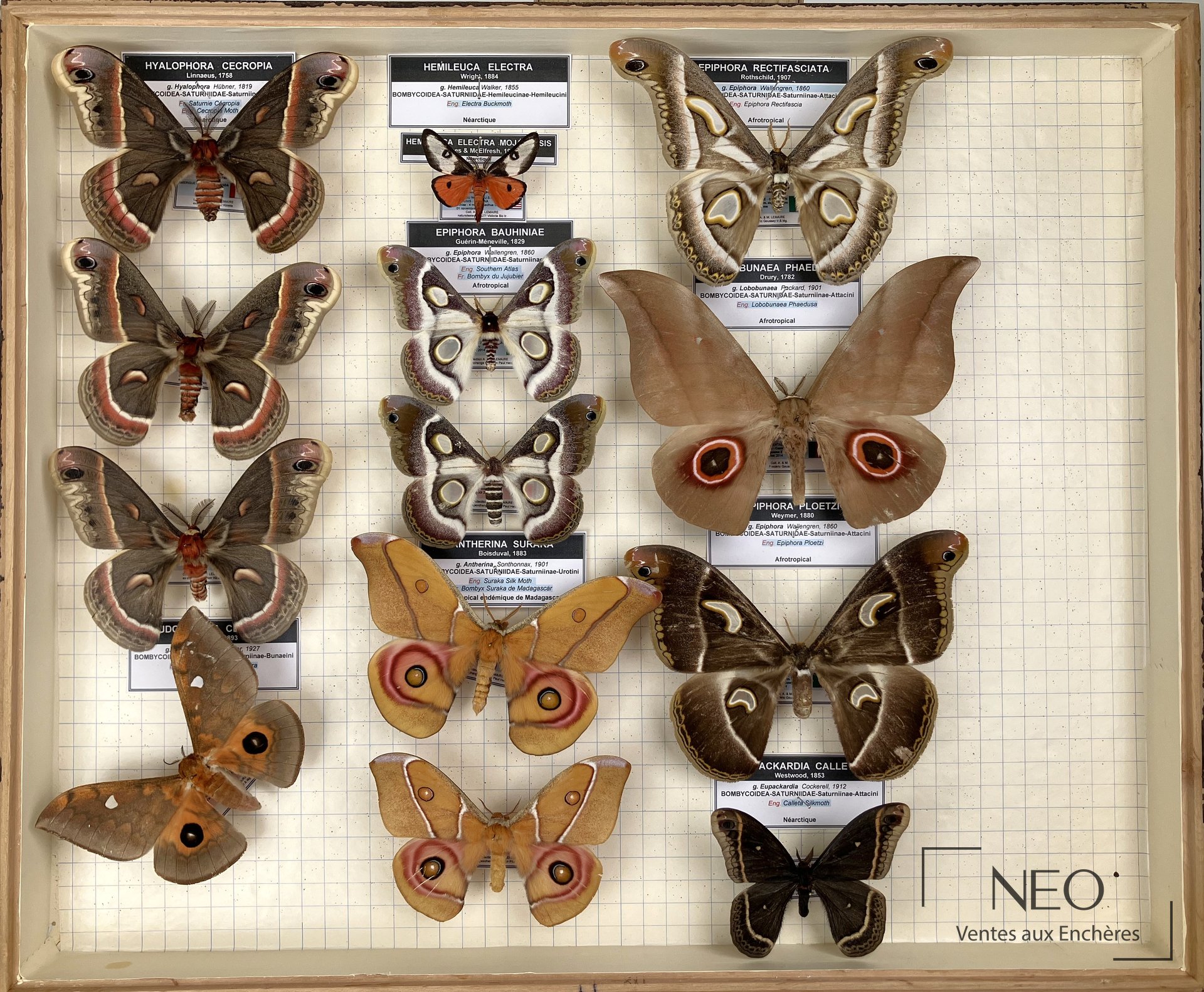 Boîte de lépidoptères montrant plusieurs grands Saturniidae et Attacidae sur fond quadrillé