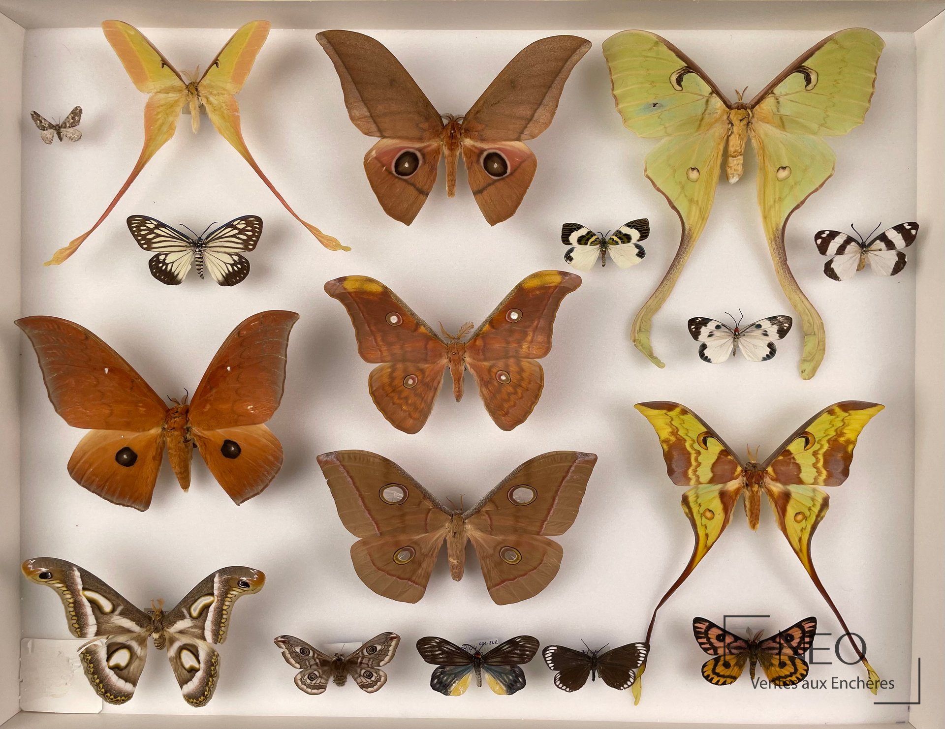 Boîte d'entomologie présentant plusieurs papillons et Saturniidae épinglés sur fond clair.