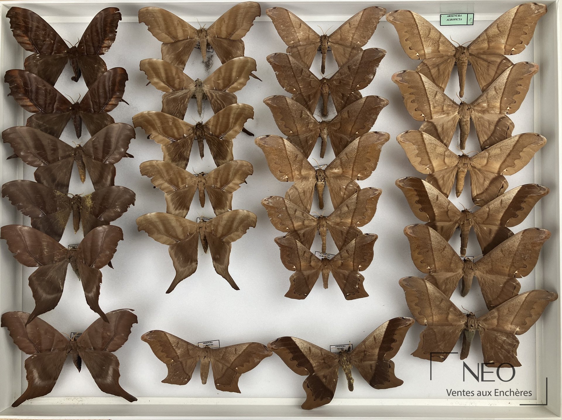 Boîte entomologique présentant plusieurs Saturniidae néotropicaux disposés sur fond clair
