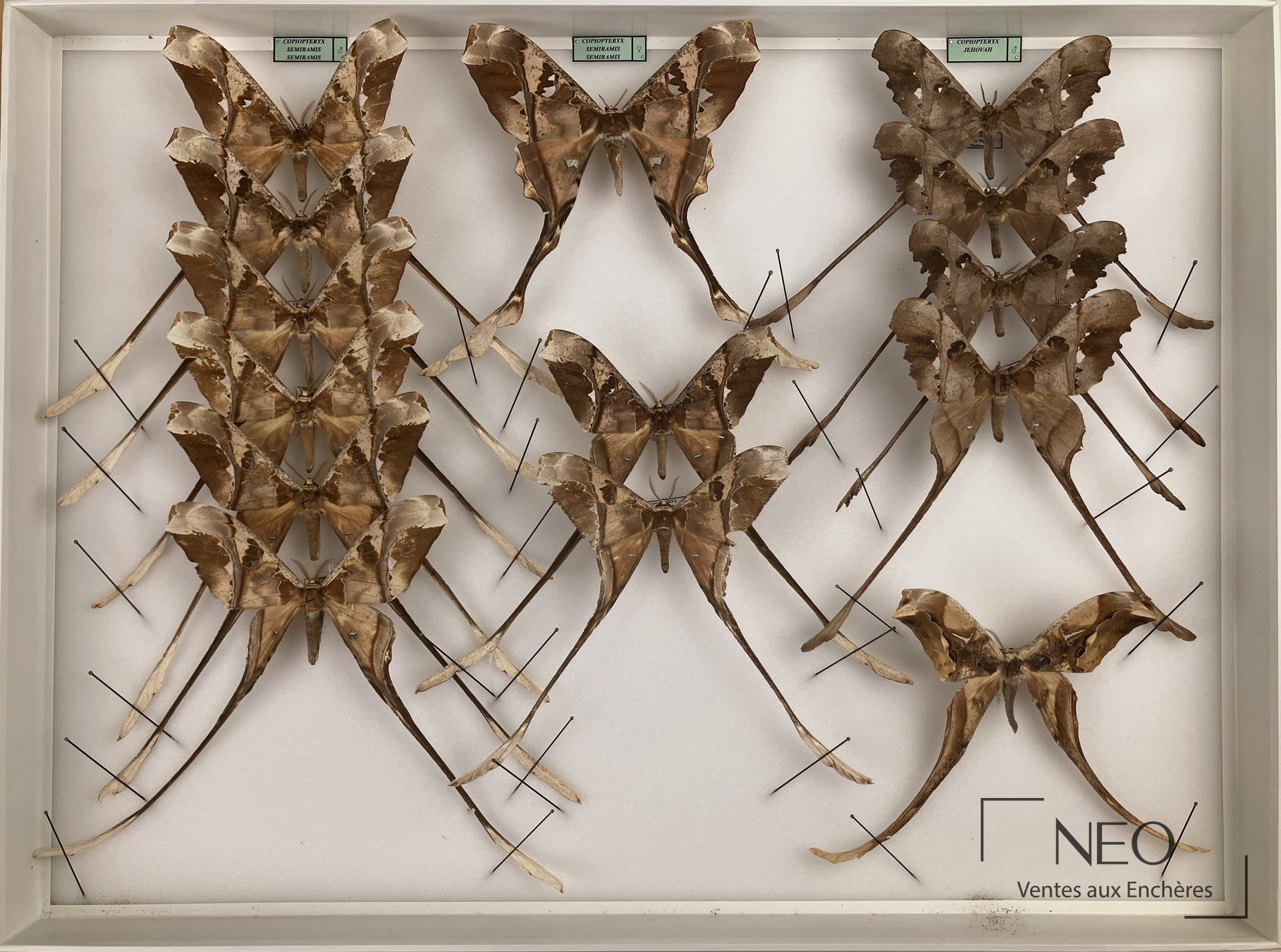 Vue d'ensemble de cinq boîtes de Saturniidae néotropicaux naturalisés